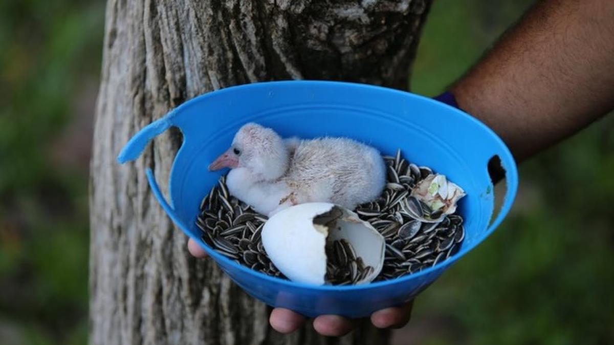 Welcome to the world, baby flamingo.