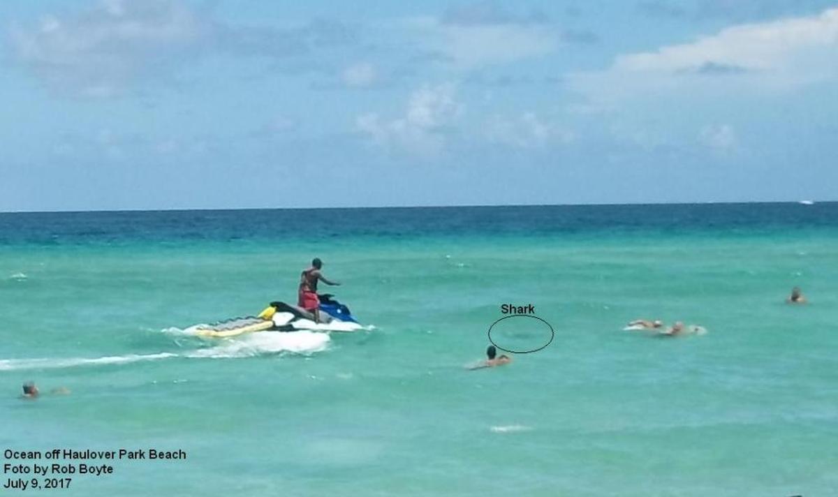 A Sunny Isles lifeguard drives a personal watercraft near a shark in the waters of Haulover Beach on Sunday, trying to warn swimmers about a shark in the water.