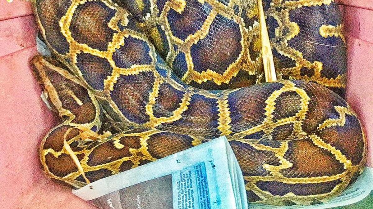 
This 10-foot Burmese python was captured Monday at a chicken farm in South Miami-Dade by the Miami-Dade Fire Rescue Venom Response Team.
