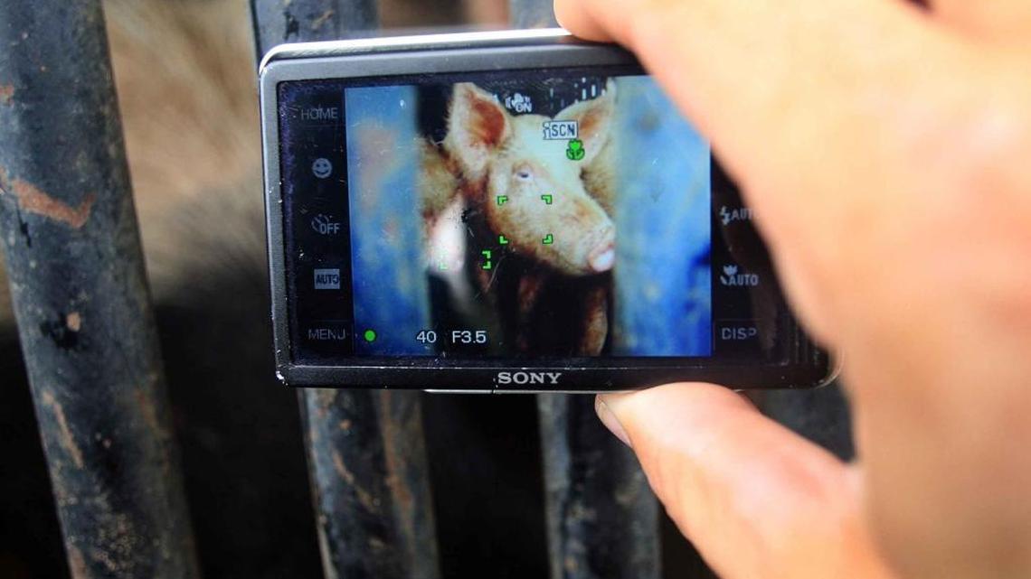 A photo of a pig on the camera of Richard Couto, the founder of Animal Recovery Mission, during an illegal slaughterhouse raid in 2009. A Miami-Dade judge on Tuesday ruled that the non-profit group broke the law when it secretly recorded the butchering of pigs in another animal-cruelty case.