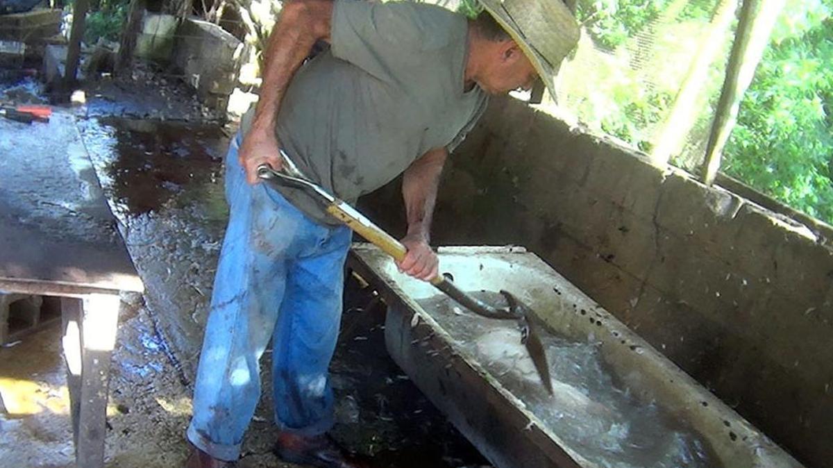 An image of a worker at Coco Farm putting a pig in boiling water. The photo was taken by an undercover investigator with Animal Rescue Mission, an undercover that uncovers illegal slaughterhouses.