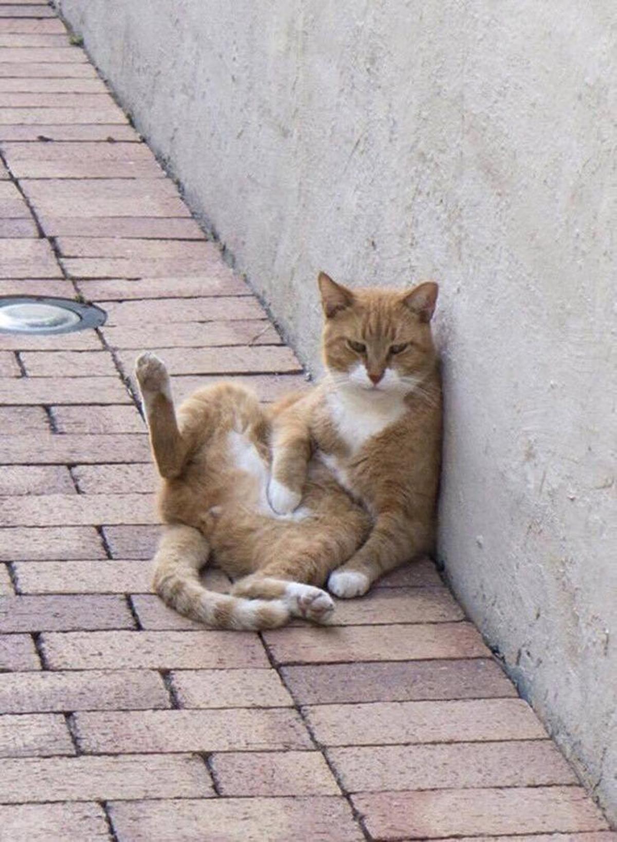 Strushie the cat