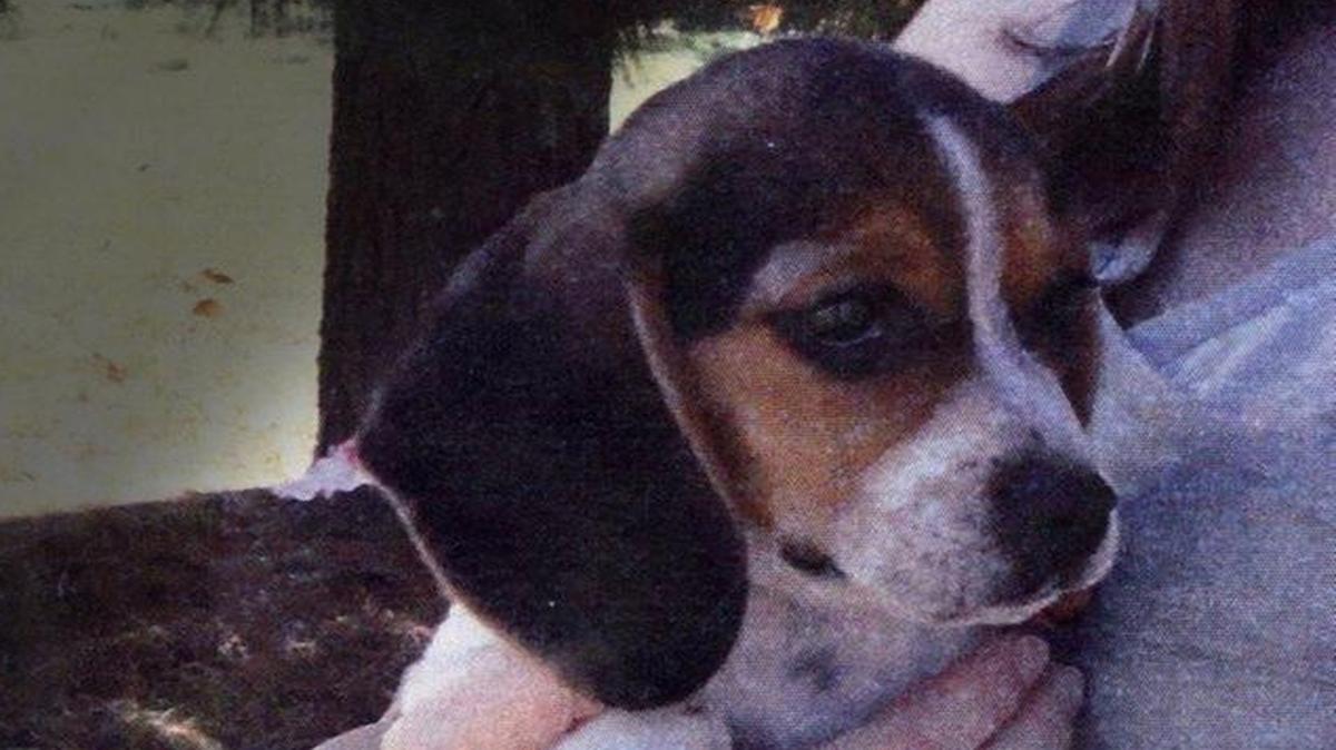 Molly the beagle, who died in 2011. Her owner, Matthew Milewski, of Miami Beach, was accused of beating her to death and last week accepted a plea deal that calls for one year of probation.