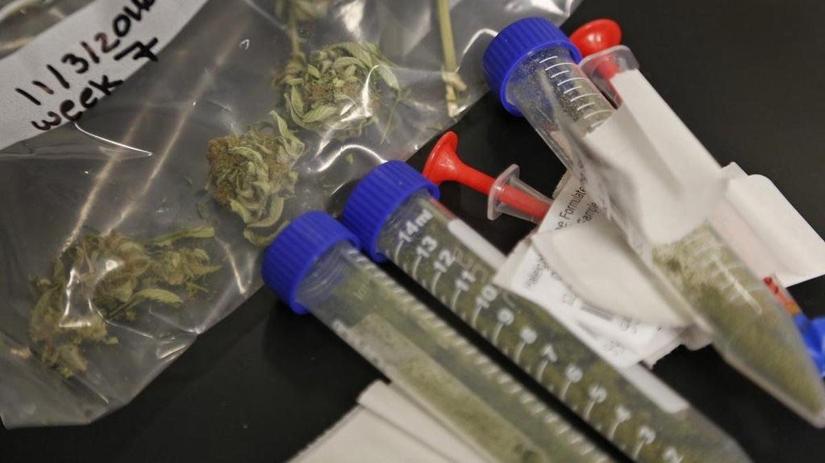 Samples of cannabis are tested for its purity inside Modern Health Concepts, a South Florida dispensary for medical marijuana that is producing medicine inside its Redland plant on Tuesday, January 3, 2016.