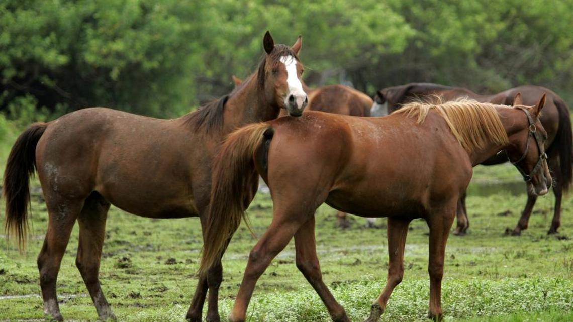 Manuel Coto-Martinez, 70, who was charged Friday with selling illegal horse meat, a state felony that is punishable by at least one year in prison.