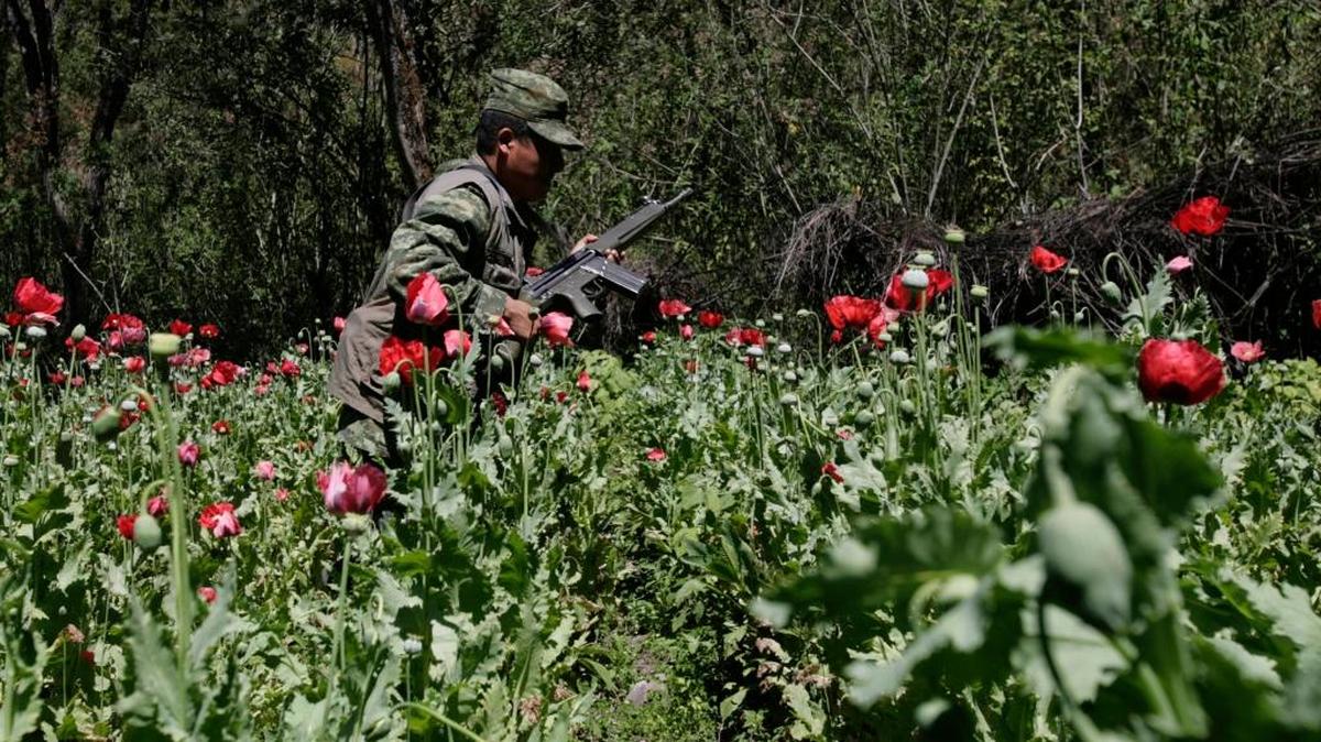 A solider walks through a field in Michoacán, México. The plants are used to produce heroin.