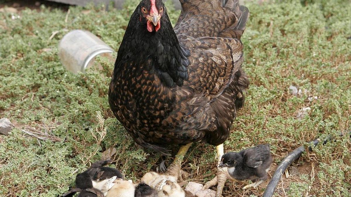 Mirta Valdes was tending to chickens like these when she was attacked.