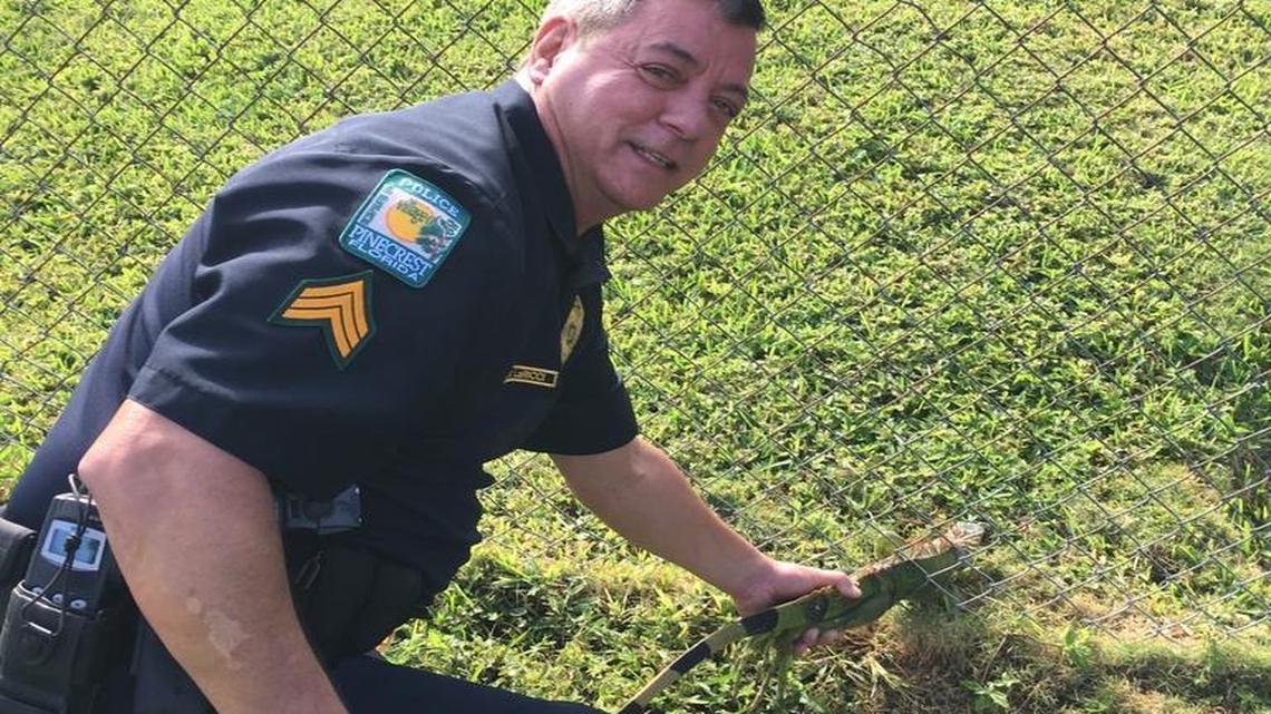 Pinecrest police Sgt. Robert LaRicci poses with the green iguana he rescued and released in late November.