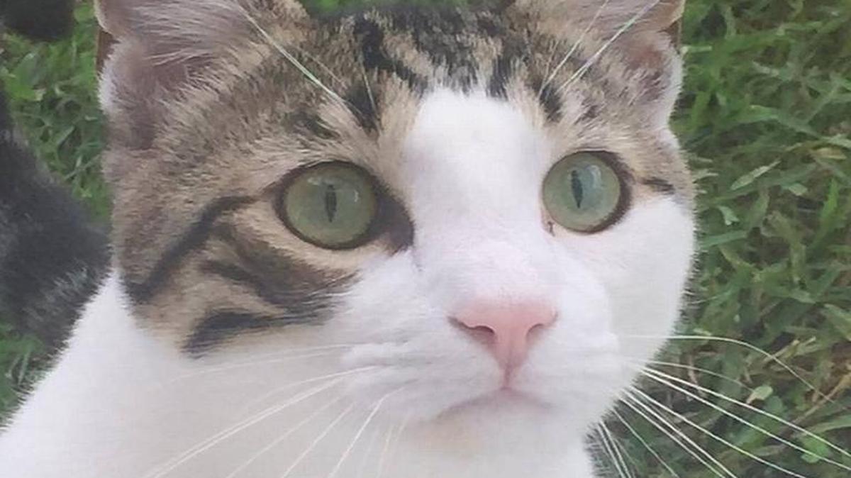 Toby the cat died in a botched home declawing operation in South Miami-Dade. His owner, Carmenza Piedrahita, pleaded guilty Thursday to animal cruelty.