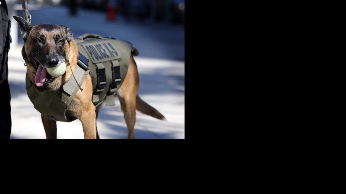 
City of Miami K-9 Officer Boss, is ready for work or for play suited up in his new bullet and knife-proof vest Friday, Jan. 30, 2015. During a press conference Miami Police Chief Rodolfo Llanes announced a gift from Vested Interest in K9s, Pet Armor and Armor Express, which worked together to give the City of Miami Police Department 12 of the bullet-proof and knife-proof vests.
