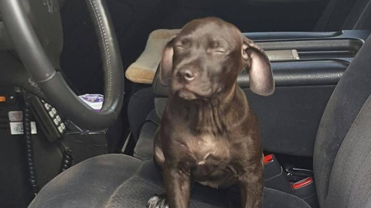 Carleau Mesidor was sentenced to jail for an animal abuse conviction after he held this puppy by it’s neck with a lanyard and punched it several times — breaking the puppy’s eye socket — for chewing on his shoes.