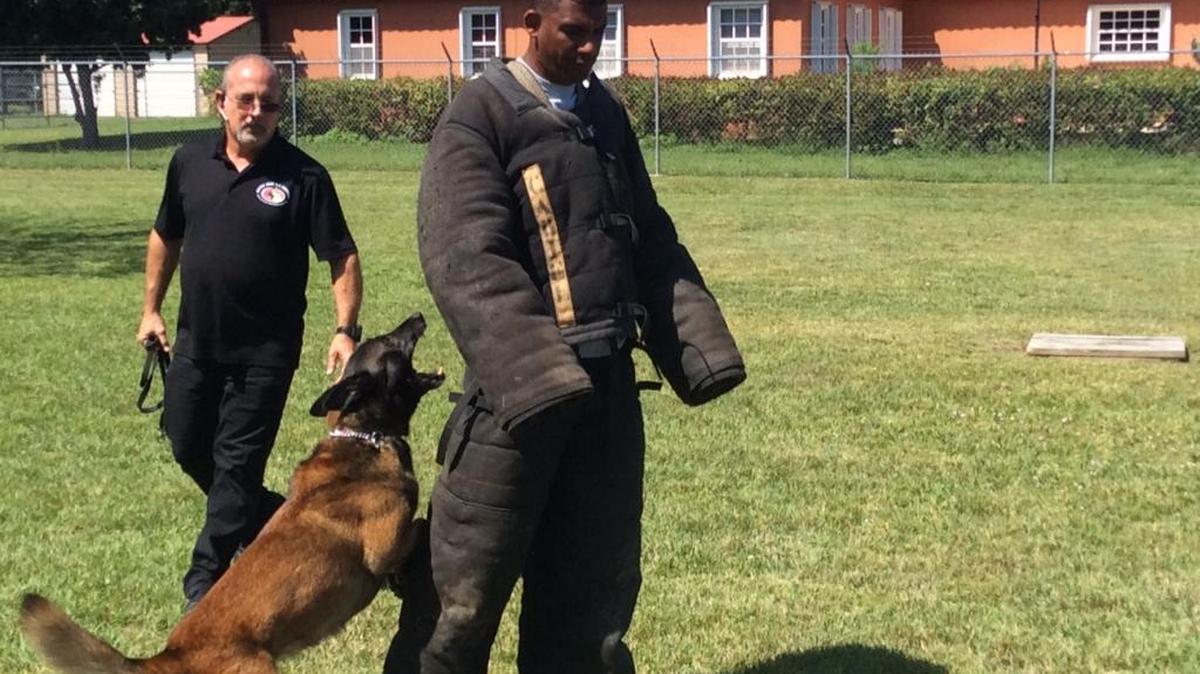 Phillip, an 11-year-old Belgian Malinois, attacks Juan Ramirez, following trainer Tony Guzman’s commands.