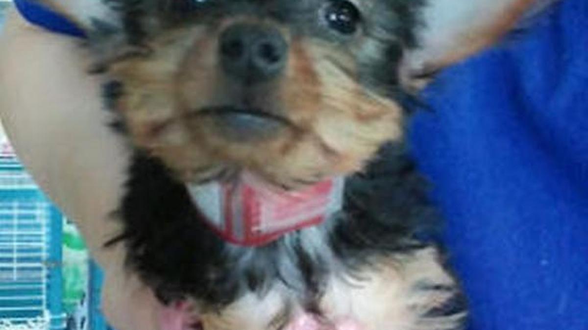 This Yorkie was stolen from All About Puppies in Largo, and police are still searching for her.