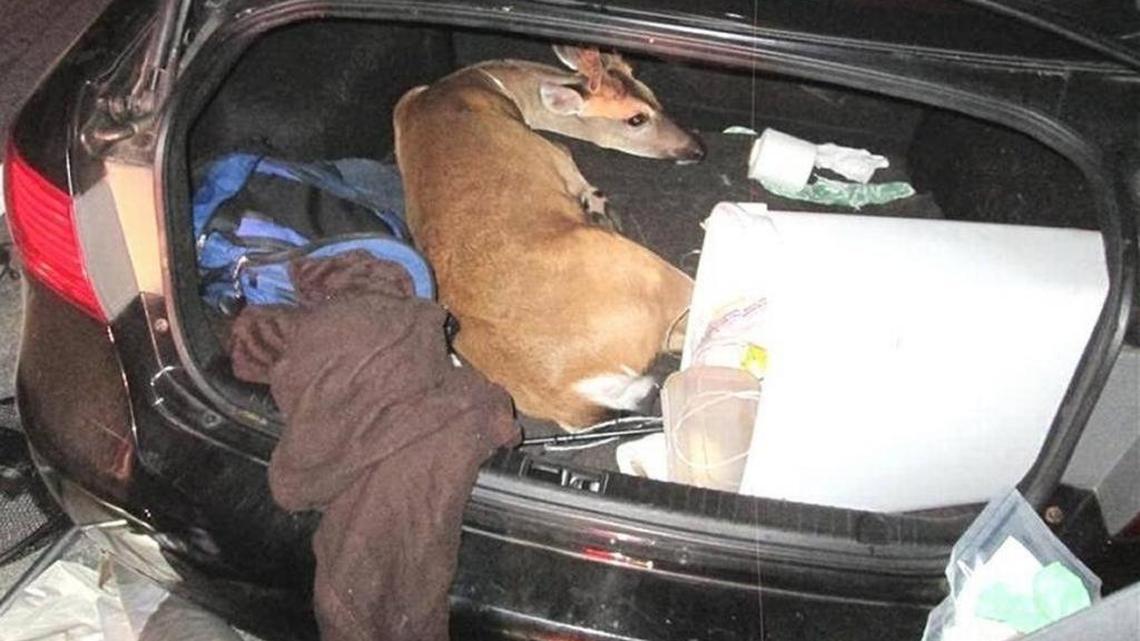 This full-grown buck was found tied up and bleeding in the trunk of a car in Little Torch Key in July. The car’s driver said he wanted to take pictures with the endangered Key deer.