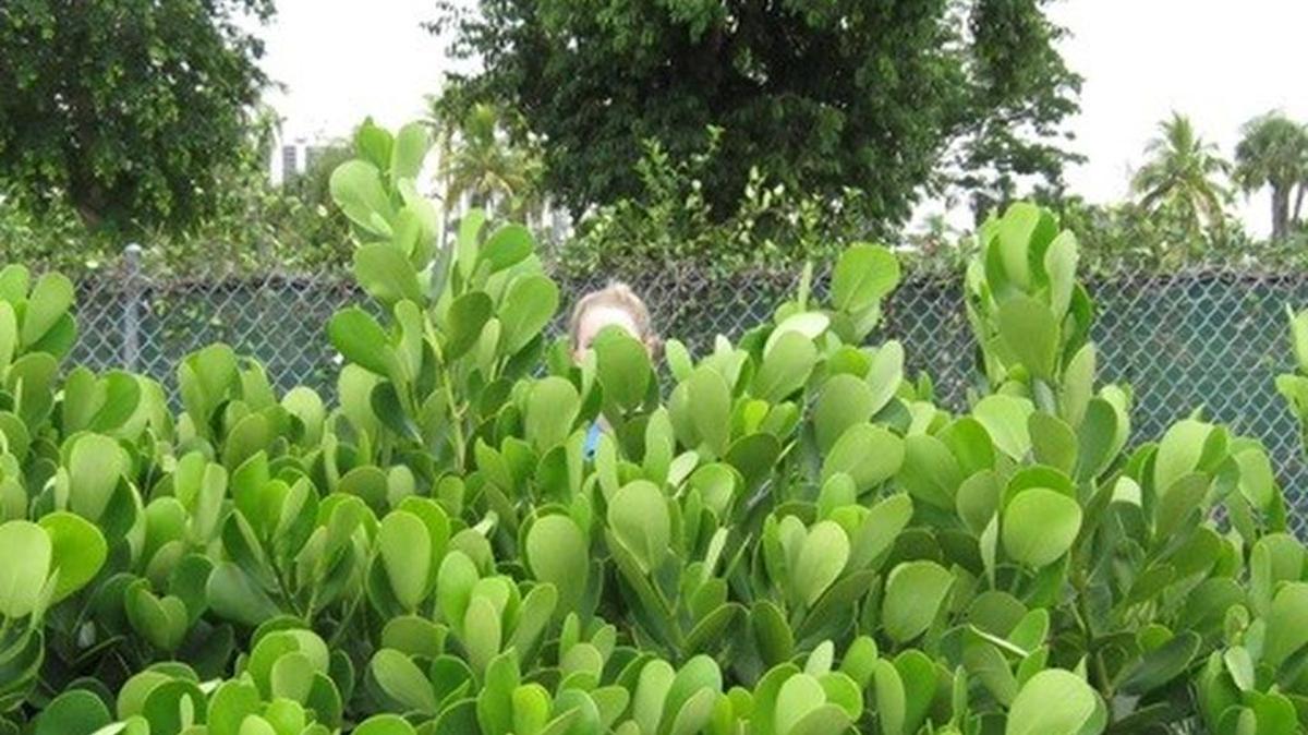 Hedges that are too high can obscure burglars.