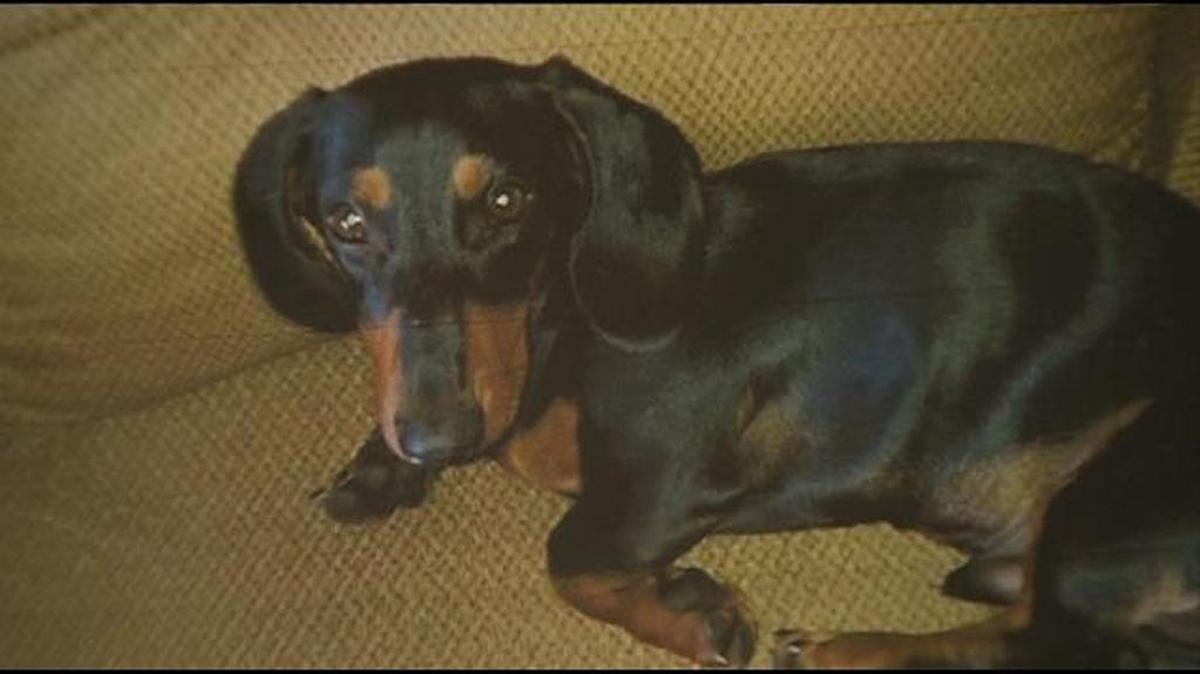
Rocco, a 6-month-old dachshund, is missing from his home in North Miami Beach.
