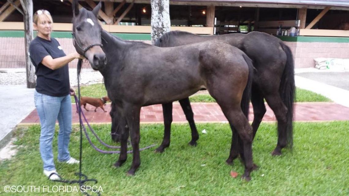 Zasha the quarter horse will get a new home on Saturday, nearly four years after she was rescued from a South Miami-Dade ranch. Her ex-owner, Julio Lopez, was convicted this week of misdemeanor animal abuse.