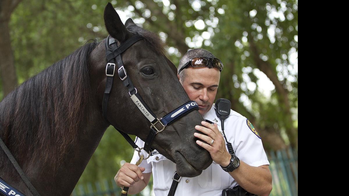 Riding high:  Officer Eduardo Perez and his partner Panchito of the city of Miami police mounted unit.