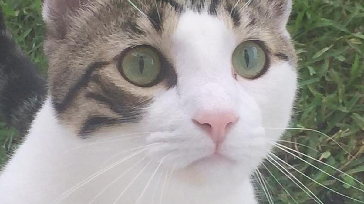 Toby the cat, who died in October after a botched declawing operation in South Miami-Dade.