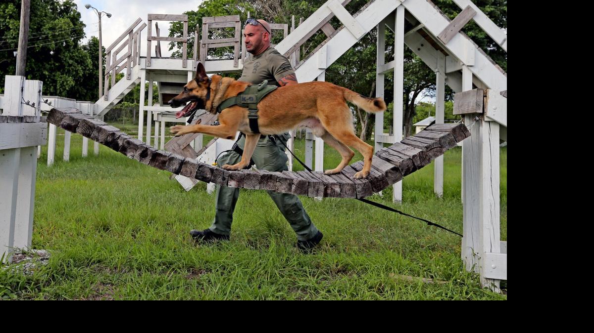 Special skills:  BSO Deputy Emmanuel Koutsofias, with his K-9 Loki, walks the ladder bridge during the department’s weekly training routine. Animals are a crucial part of many police forces, including horses.
