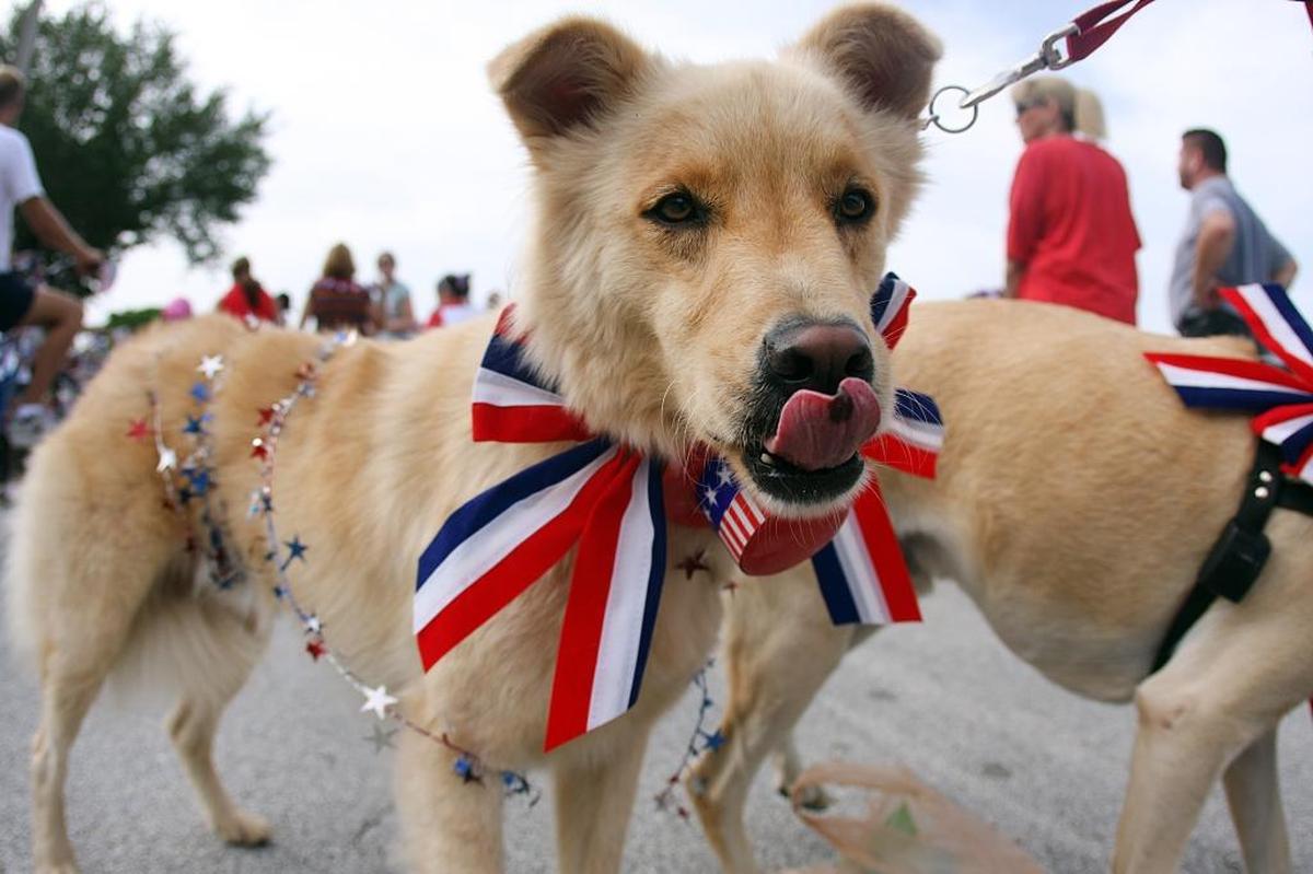 Fuzzy, a Golden Retriever mix, participates in the parade during the 43rd Annual Cutler Bay-Whispering Pines July 4th Celebration on Sunday, July 4, 2010.