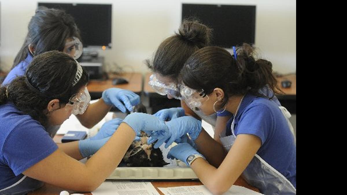 
A group of students at MAST in Homestead, a public school devoted to medical sciences, dissect a cat carcass during a 2011 class. Miami-Dade schools are now banning the use of felines for dissection. 
