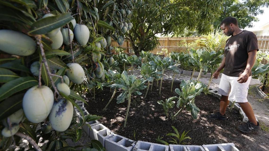 
Zarron Brown in his compost garden bed in Miami Gardens. Brown is experimenting with adding reg wigglers into the soil.  
