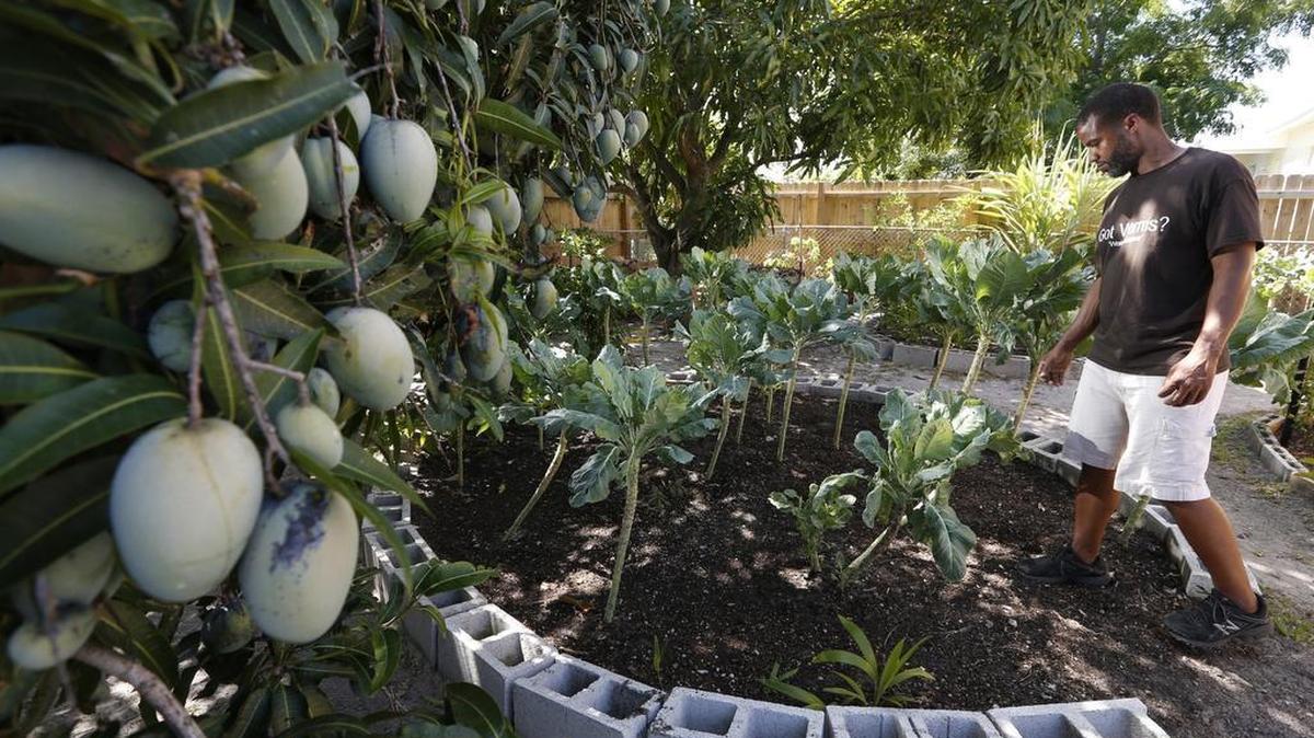 Zarron Brown, a former U.S. Marine, in his garden at his home in Miami Gardens. Brown is part of FIU’s new farming outreach program, designed to help veterans launch second careers or expand careers in agriculture.