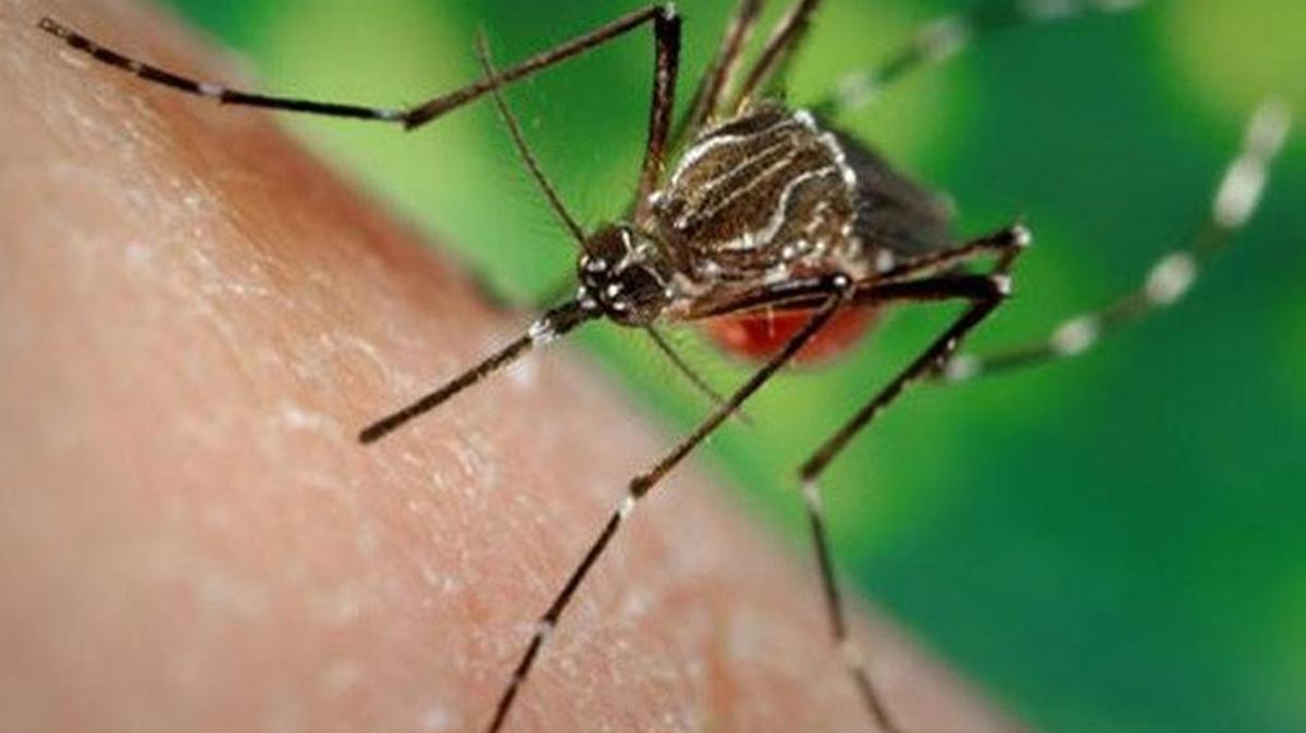 An Aedes aegypti mosquito, carrier of the Zika virus.