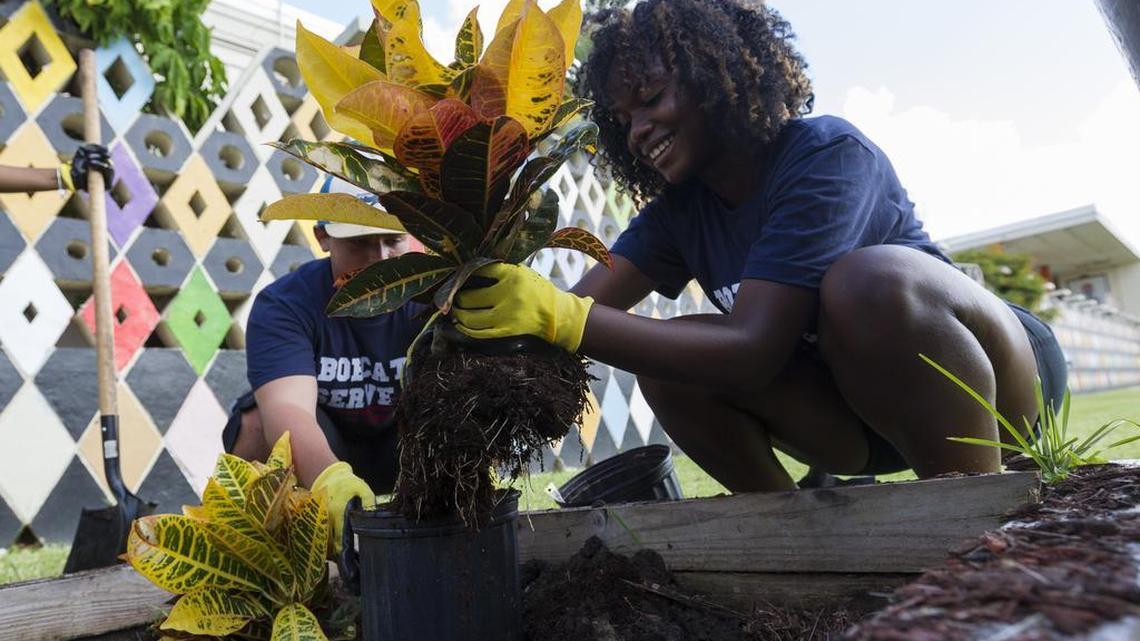 Christal Millien, 18, from Opa-locka, plants crotons during a beautification day on Saturday at Carol City Middle School. Dozens of students from St. Thomas University participated in the beautification event through a program called Bobcats Serve, which aims to identify and help students tackle the real factors stopping them from going to college.