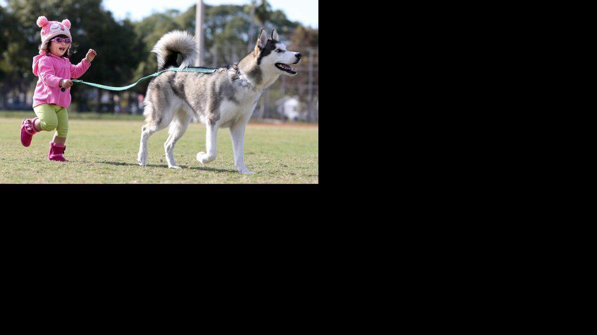 
Dressed for the cold, Bobbi Sherman, 2, runs with Rascoe the Siberian Husky at a park in Fort Lauderdale on Wednesday, Feb. 18, 2015. 
