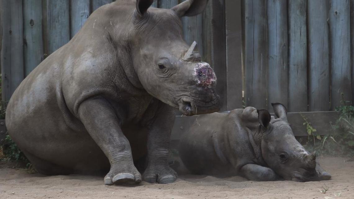 FILE -- In this file photo taken Monday, Feb. 15, 2016 a dehorned rhino and her calf in their corral at a rhino orphanage in the Hluhluwe-iMfolozi Game Reserve in the KwaZulu Natal province South Africa.
