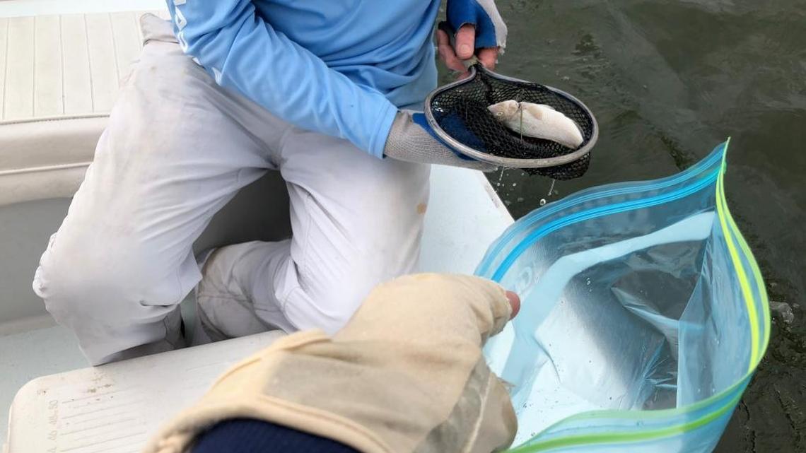 University of Miami spokeswoman Diana Udel collected dead fish earlier this month after spotting them west of Marathon.