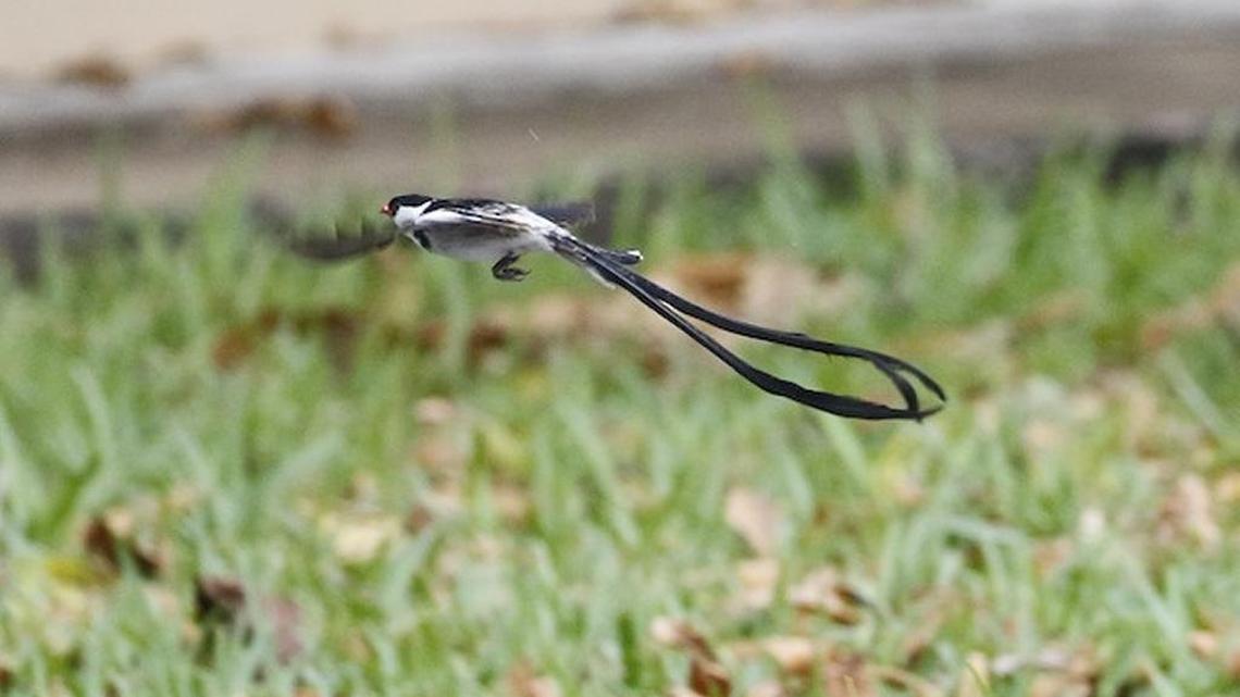 Fort Myers birder David McQuade photographed this pin-tailed whydah in a South Miami yard after Tropical Audubon president Joe Barros posted a sighting on the organization’s bird board.