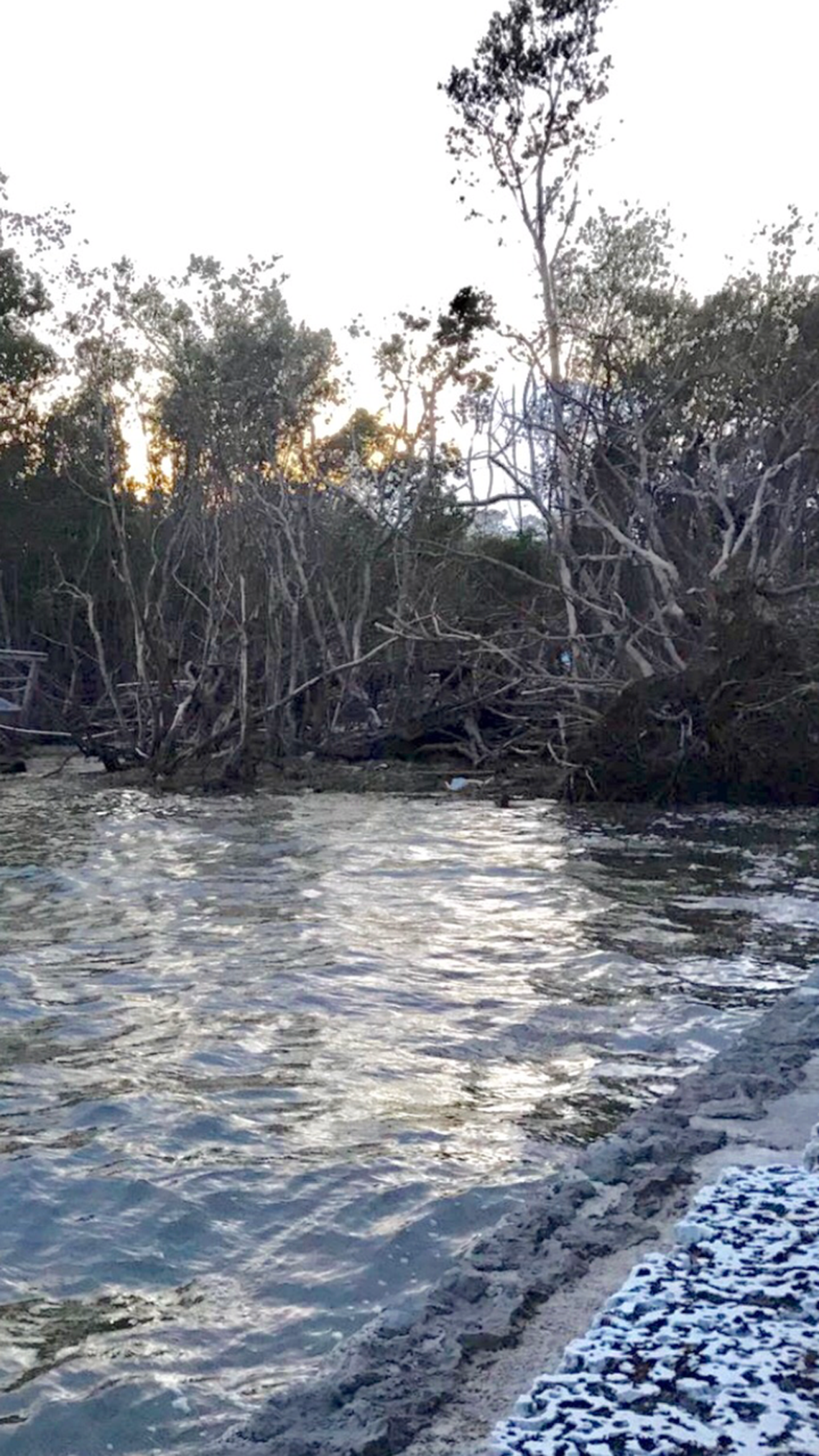 A neighbor shot this cellphone picture of the shoreline shortly after Hurricane Irma and before workers began cutting trees.
