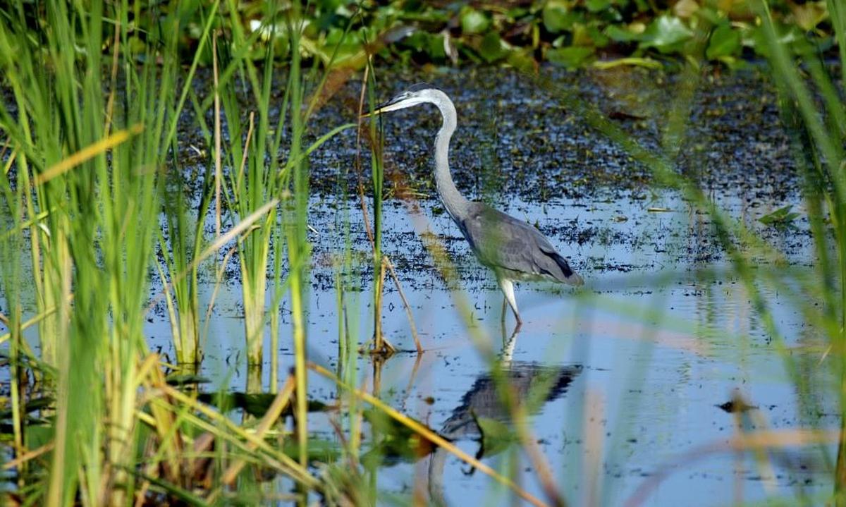 Perfect conditions in the last season have led to a resurgence of wading birds, including blue heron, in the Everglades.