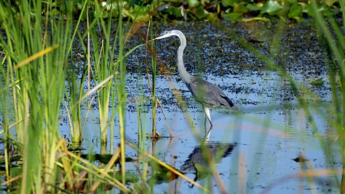Wading Birds are a symbol of Florida. Here’s why they’re also so important to the state
