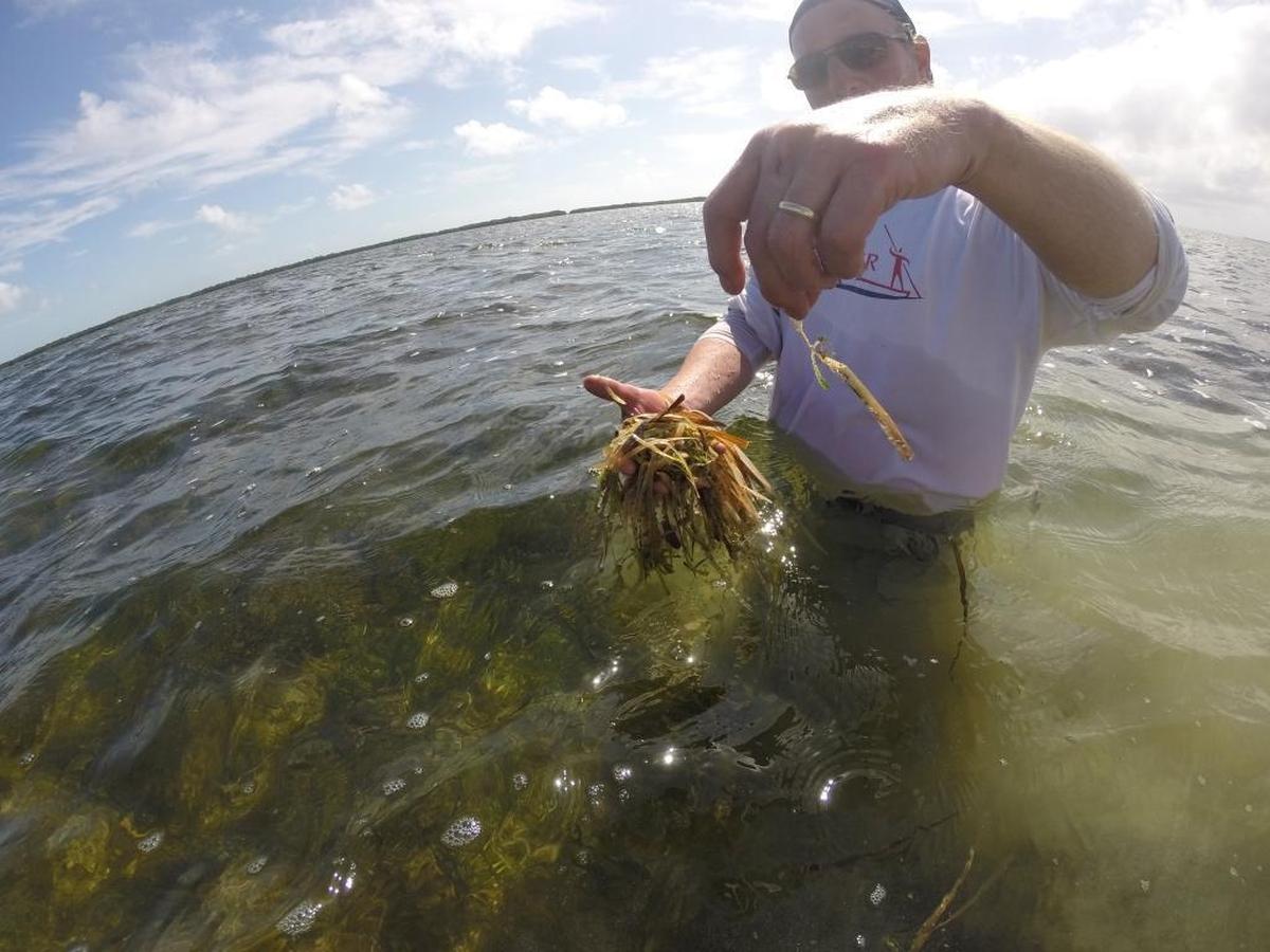 Audubon Florida biologist Jerry Lorenz holds dead seagrass after a 2015 die-off in Florida Bay killed about 60 square miles. Scientists blamed a regional drought and decades of flood control that have cut the flow of freshwater.