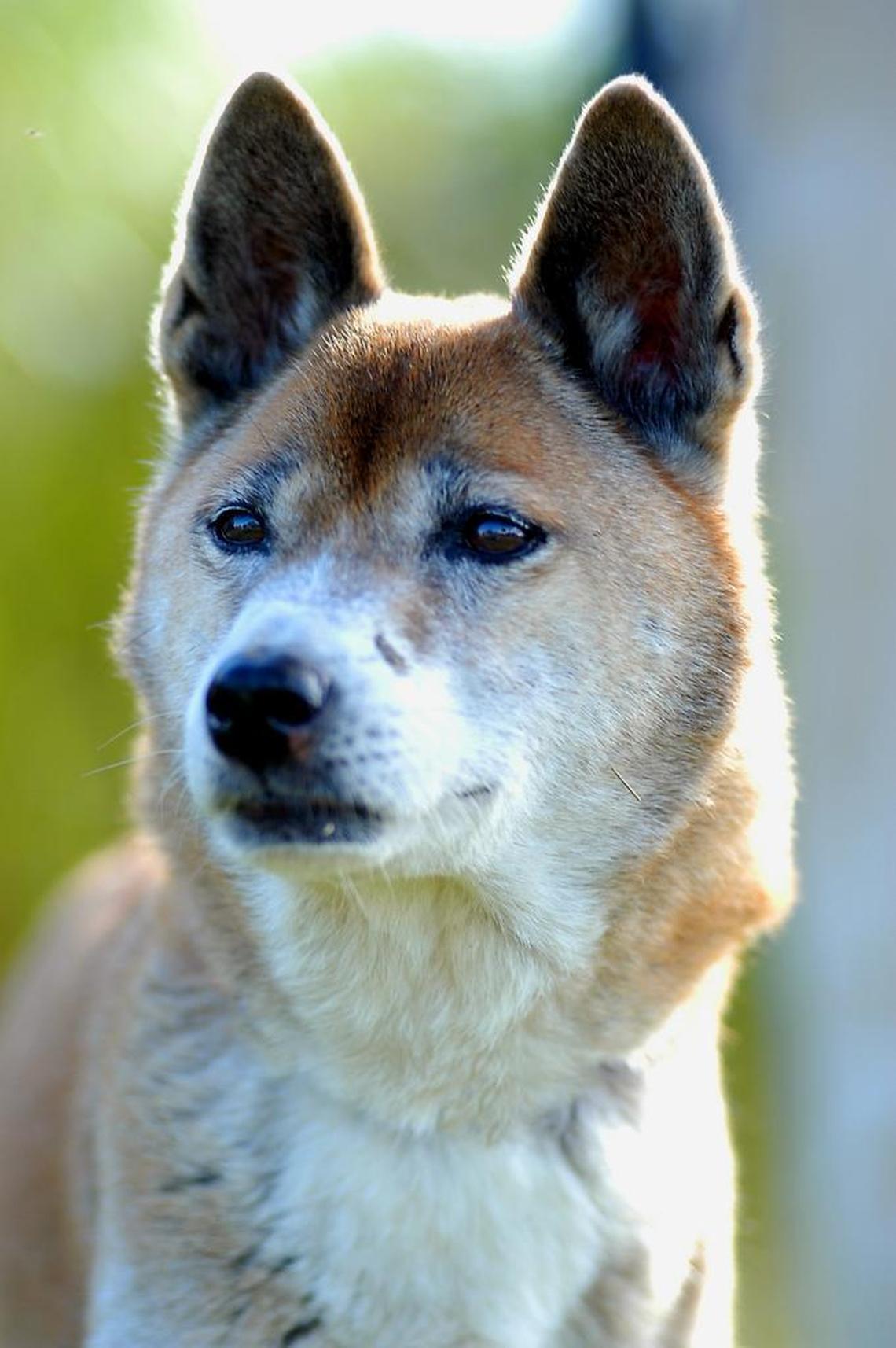 This male New Guinea singing dog is one of a pair at Zoo Miami. Most mornings, the dogs sing, which zoo ambassador Ron Magill described as a melodious howl that “almost sounds like they’re talking to you.”