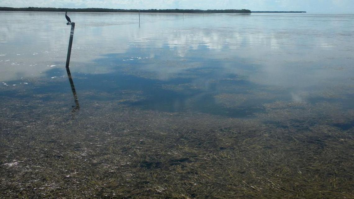 Years of flood control and summer drought triggered a massive seagrass die-off in Florida Bay that scientists say covers about 60 square miles.