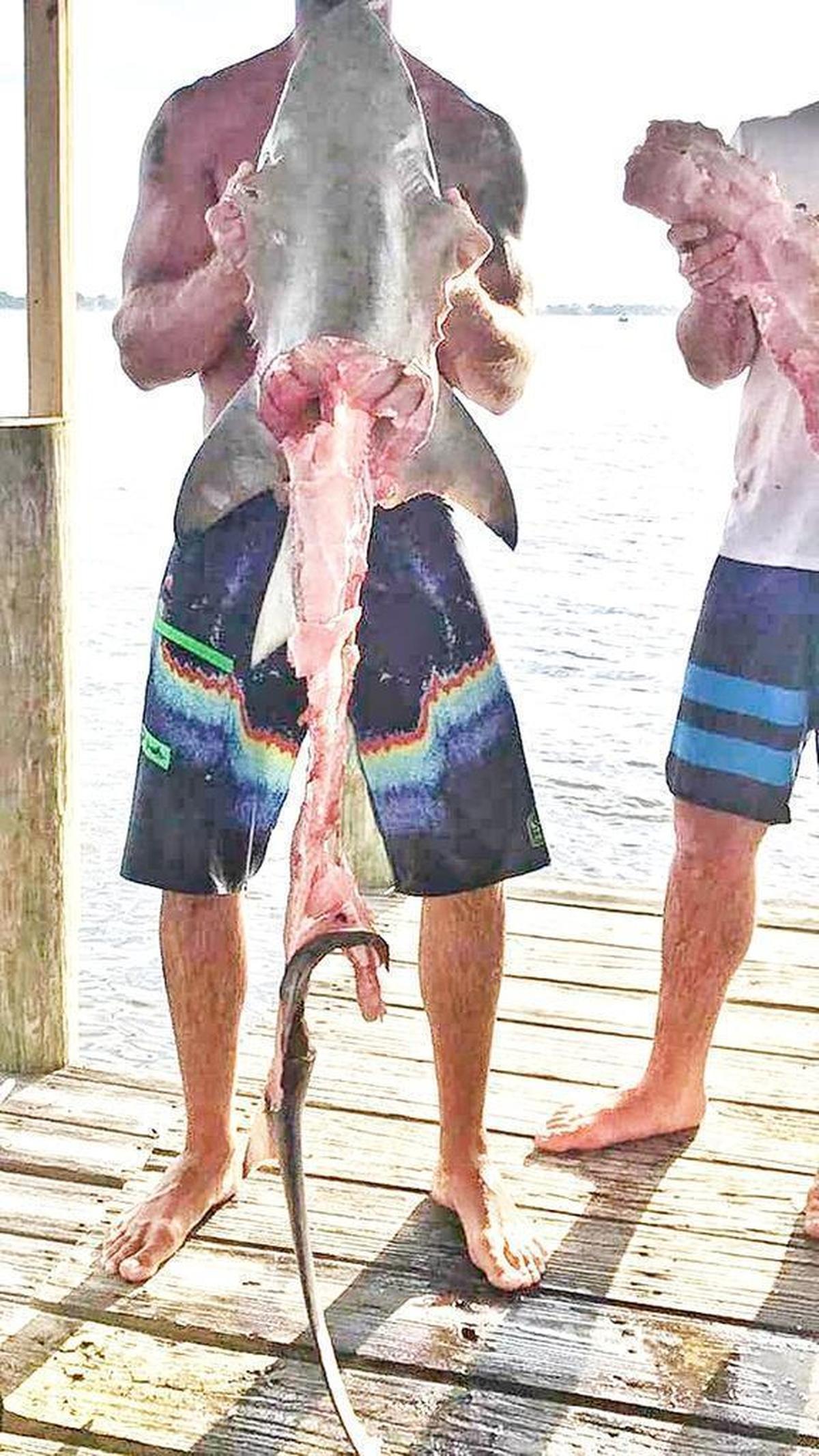 A group of Gulf Coast anglers who tied a shark by the tail and dragged it behind their boat sent video and this image of its mangled body to local shark hunter Mark “Mark the Shark” Quartiano. After Quartiano posted it, with the tag ‘notcool’ the video went viral and sparked an investigation.