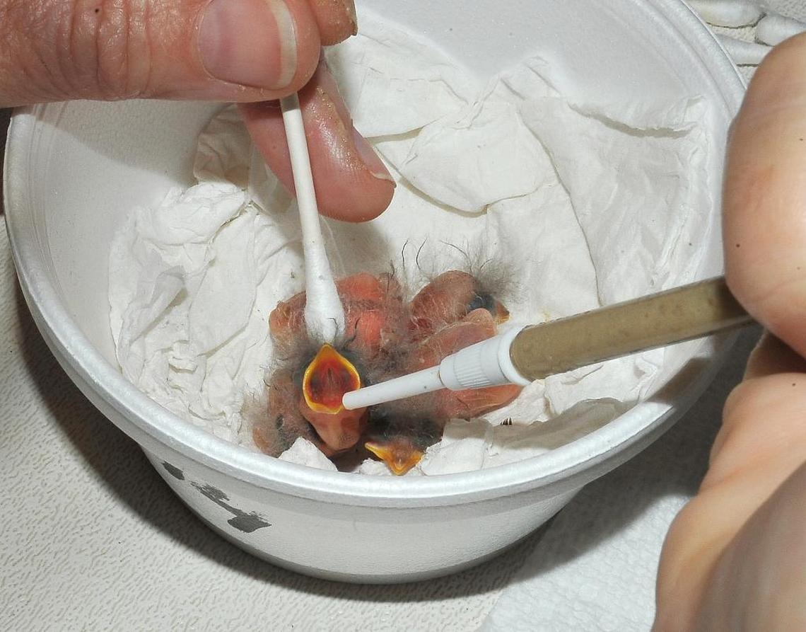 Newborn grasshopper sparrows are hand fed at the Rare Species Conservatory Foundation.
