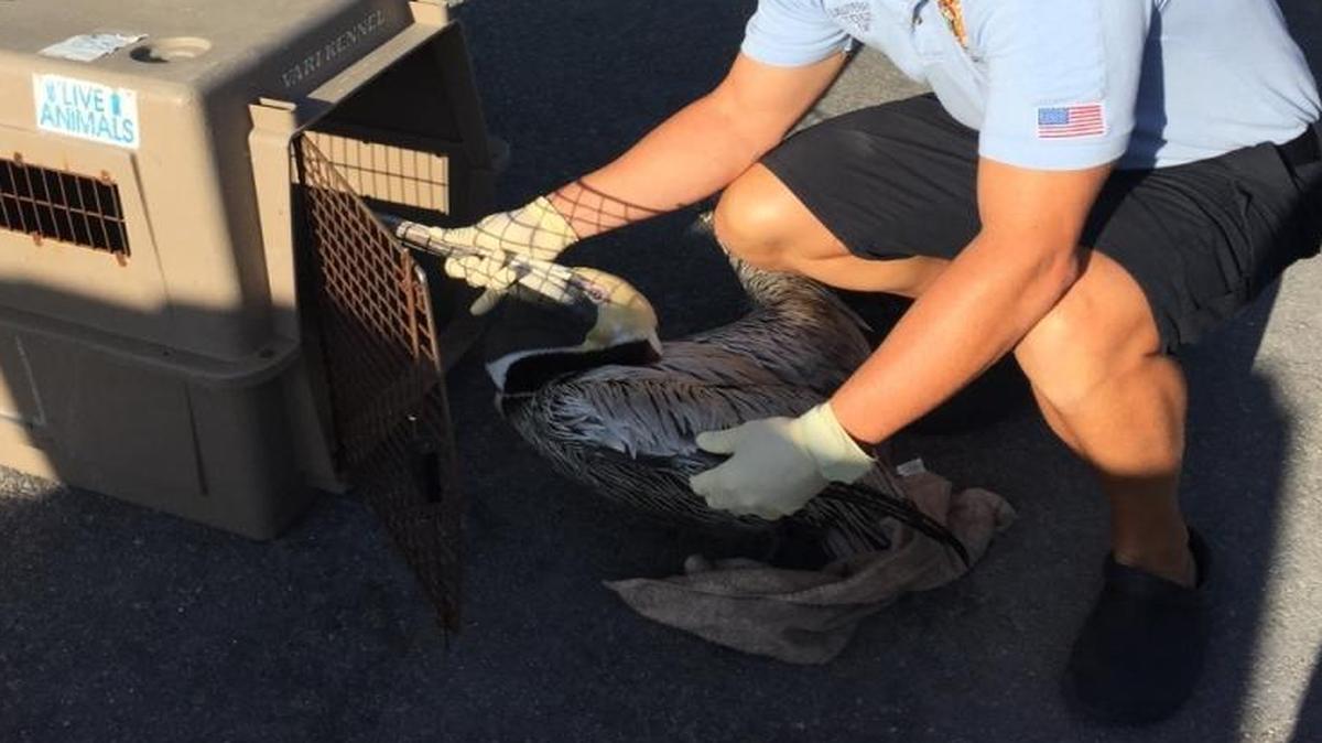 Miami-Dade Fire Rescue Lieutenant Tiago Choze puts the injured pelican in the holding container