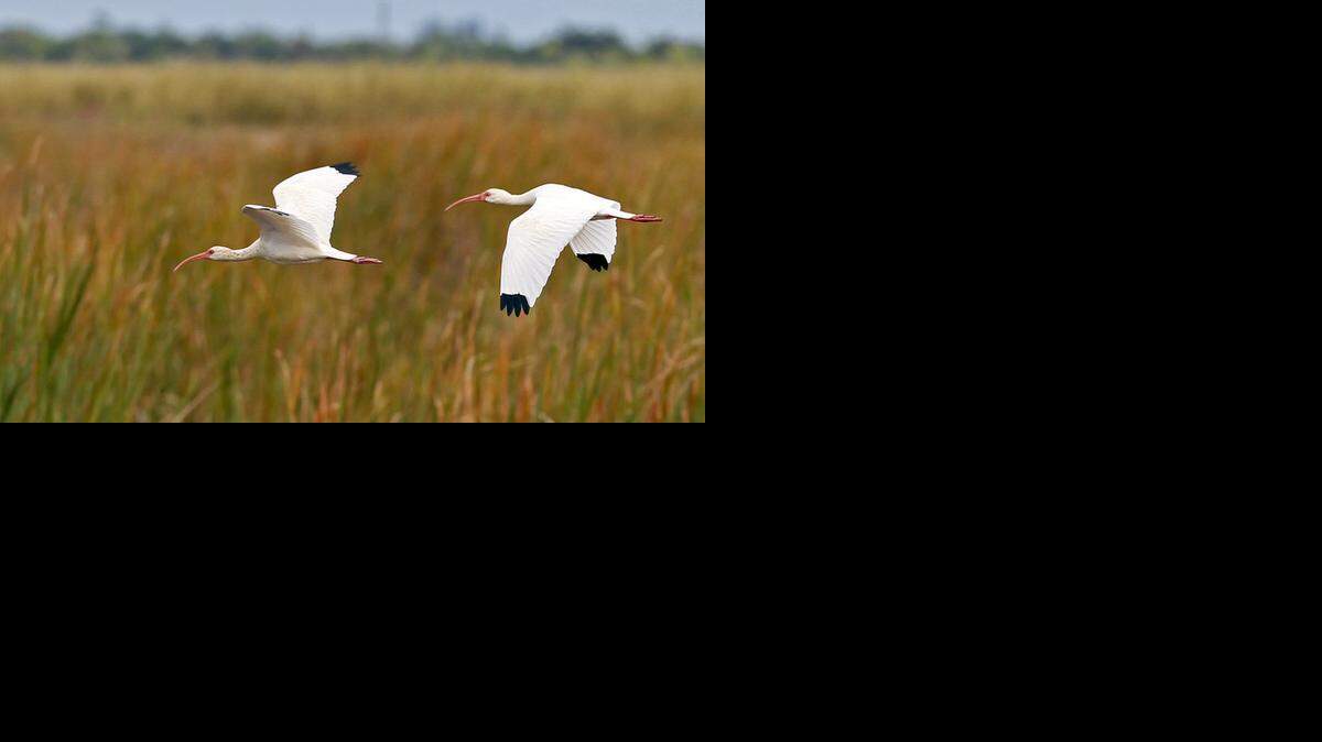 
The Everglades Foundation announced a competition aimed at producing a solution to chronic phosphorus pollution that has fouled the River of Grass, as well as lakes and estuaries in Florida and around the world.
