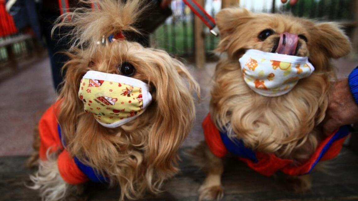 Vets urge dog owners to vaccinate against dog flu outbreak