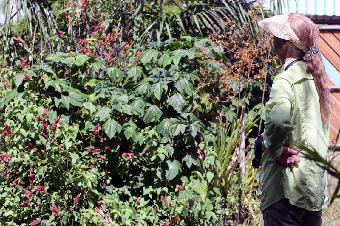 Linda Evans, head of the Miami Blue chapter of the North American Butterfly Association, looks for butterflies on a host plant last month during the annual count.