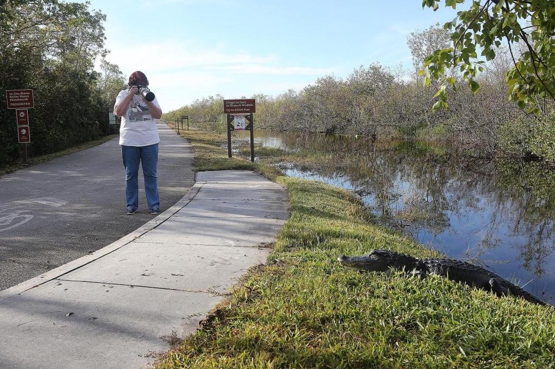 Gators just hang out on the side of the path at Shark Valley.