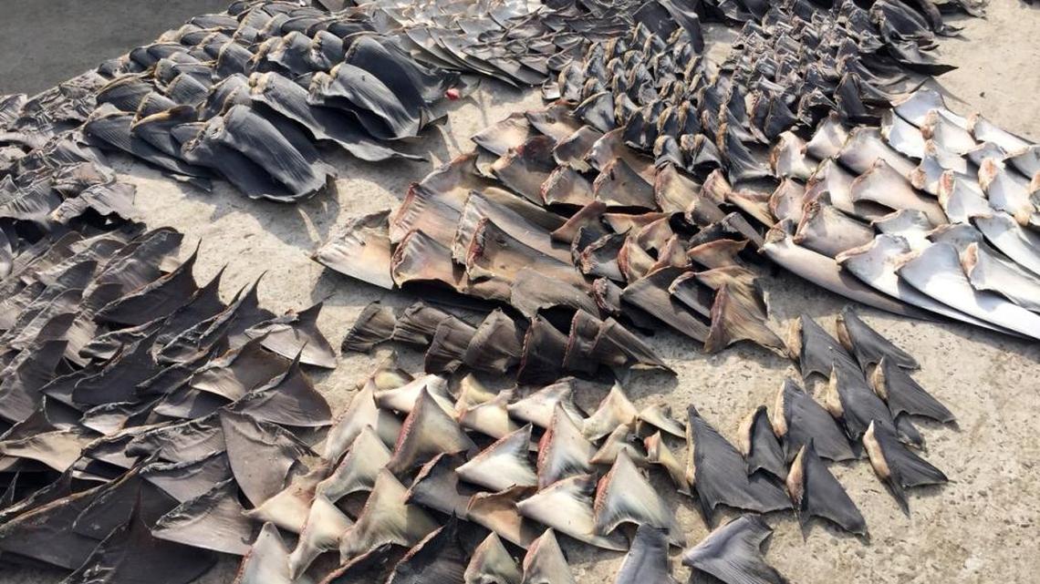 In 2015, authorities seized hundreds of shark fins, shown here, in Ecuador bound forAsia. This week, Florida marine officers stopped a shrimp boat north of Key West with dozens of fins.