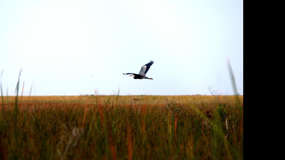 
Three environmental groups sued Florida lawmakers Monday, claiming they violated the Florida constitution by passing a state budget that misspends money voters approved for buying sensitive lands.
