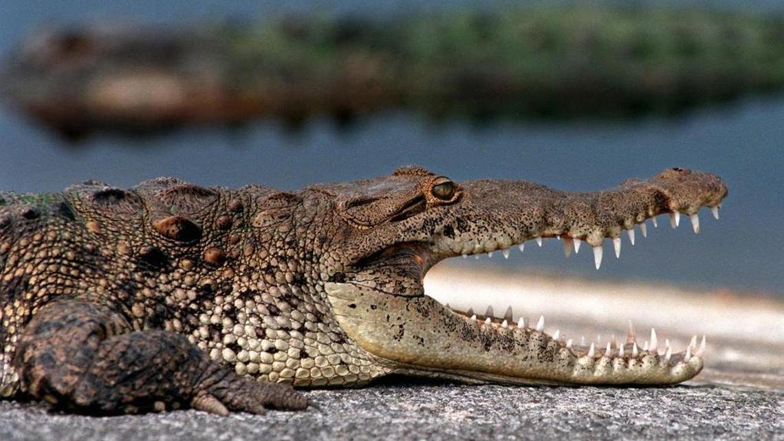 A five to seven-foot long American crocodile attacked and killed a dog near the 5th hole of the Crandon Park golf course Saturday after it chased birds into a pond.